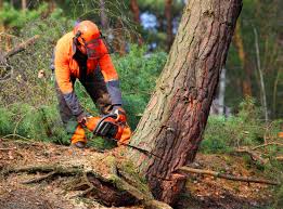 Why Choose Our Tree Removal Services in Newport East, RI?